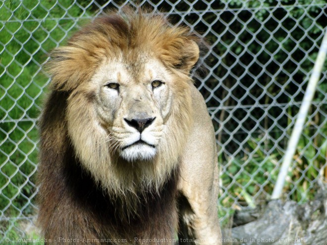 Photo de Lion