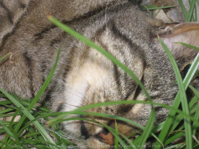 Photo de Chat domestique