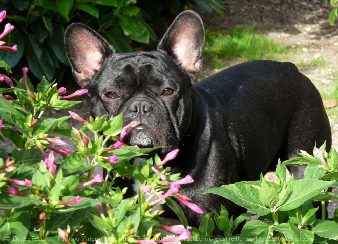 Photo de Bouledogue franais