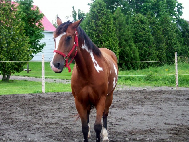 Photo de Paint horse