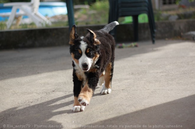 Photo de Bouvier bernois