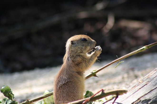 Photo de Chien de prairie