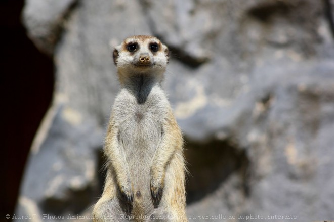 Photo de Suricate