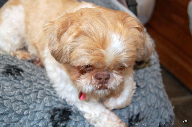 Photo de Shih tzu