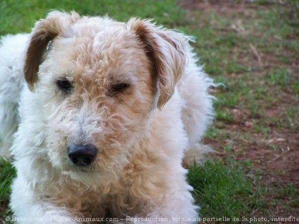 Photo de Fox terrier  poil dur