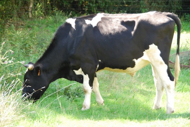 Photo de Vache