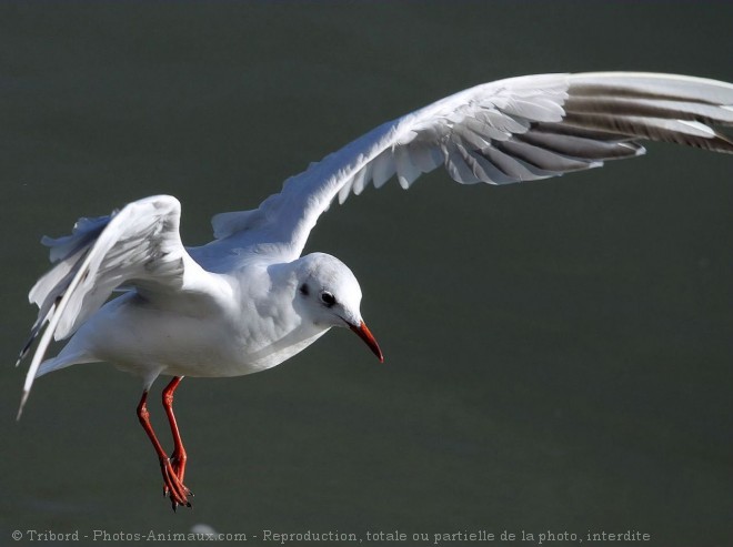 Photo de Mouette