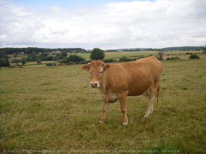 Photo de Vache