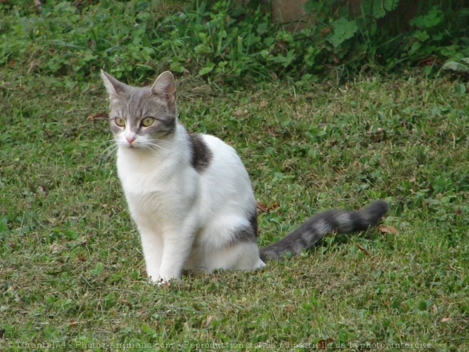 Photo de Chat domestique