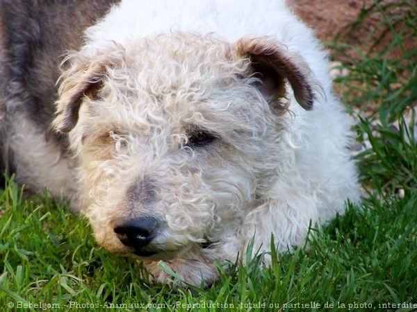 Photo de Fox terrier  poil dur