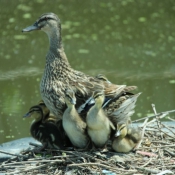 Photo de Canard colvert