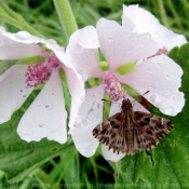 Photo de Papillon