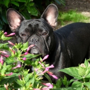 Photo de Bouledogue franais