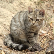 Photo de Chat sylvestre