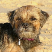 Photo de Border terrier