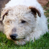 Photo de Fox terrier  poil dur