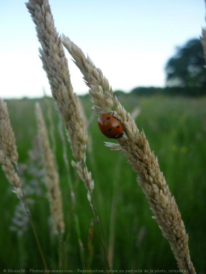 Photo de Coccinelle