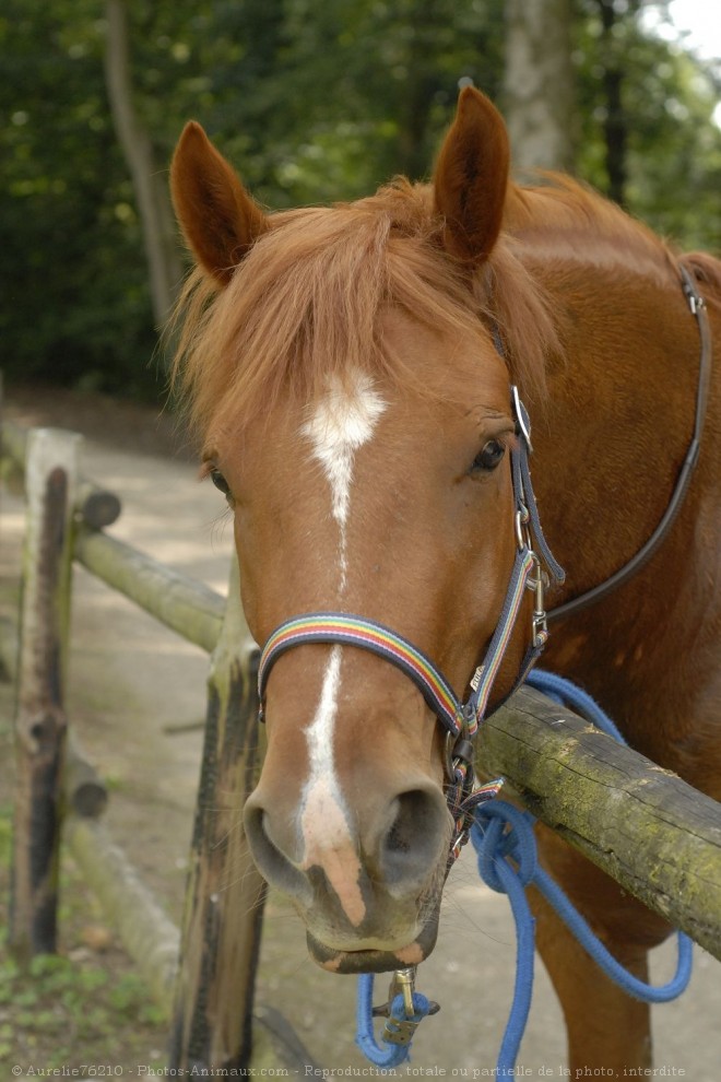 Photo de Cob normand