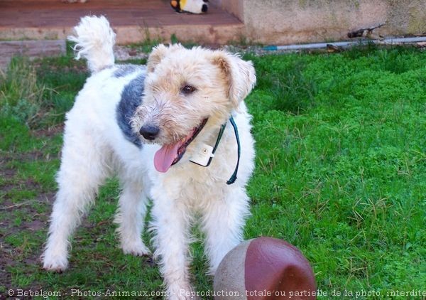 Photo de Fox terrier  poil dur