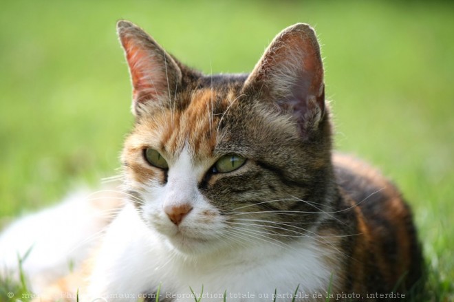 Photo de Chat domestique