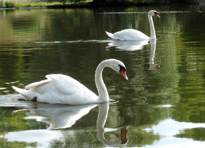 Photo de Cygne