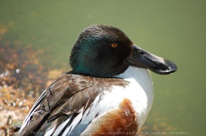 Photo de Canard souchet