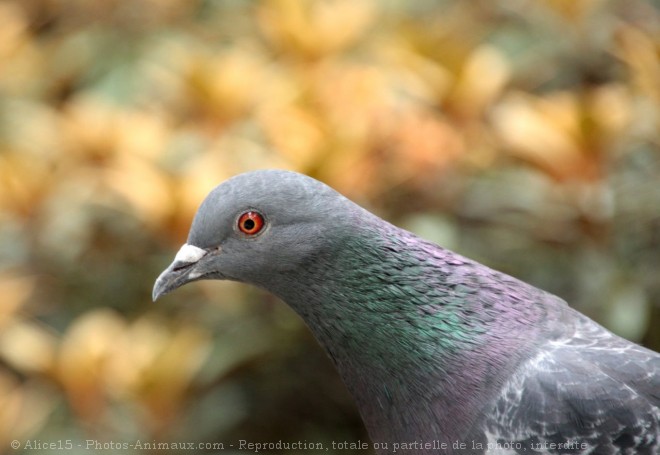 Photo de Pigeon