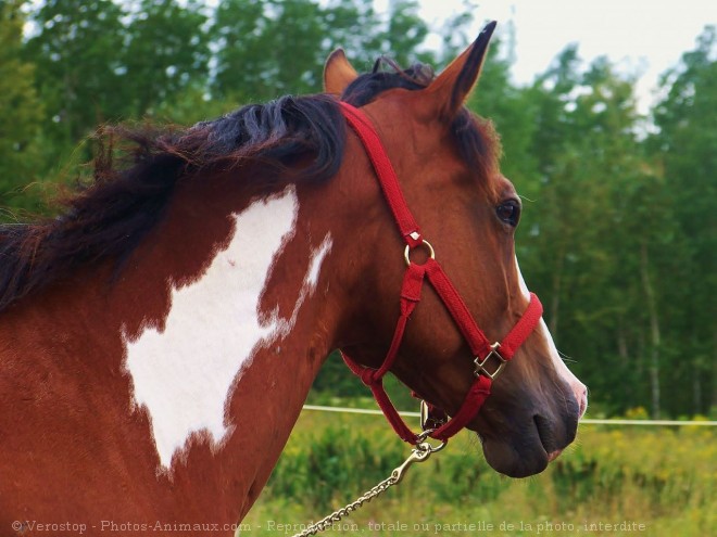 Photo de Paint horse