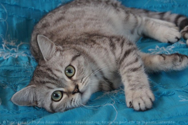 Photo de British shorthair