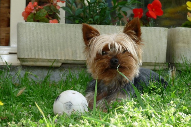 Photo de Yorkshire terrier