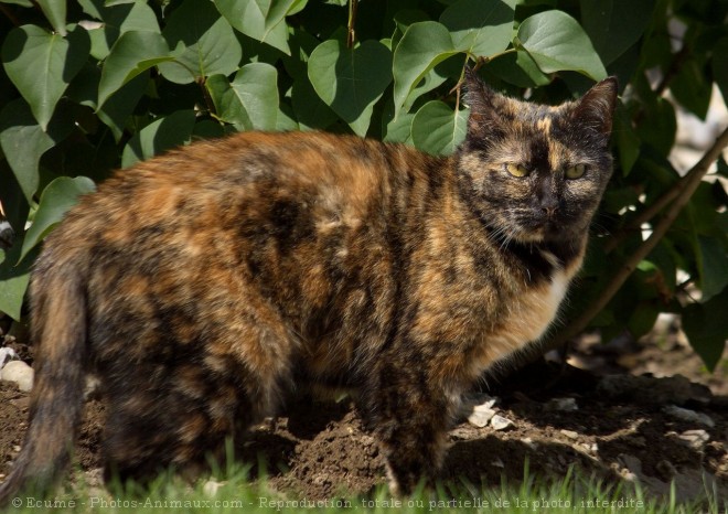 Photo de Chat domestique