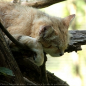 Photo de Chat des sables