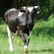 Photo de Vache