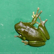 Photo de Grenouille - rainette