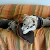 Photo de Fox terrier  poil dur