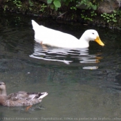 Photo de Canard