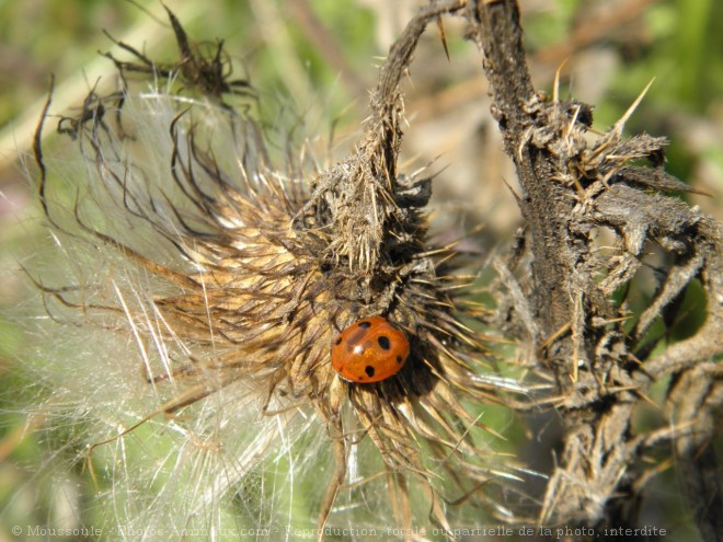 Photo de Coccinelle