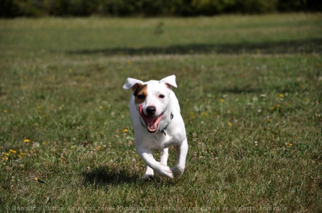 Photo de Jack russell terrier