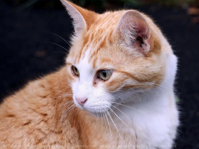 Photo de Chat domestique