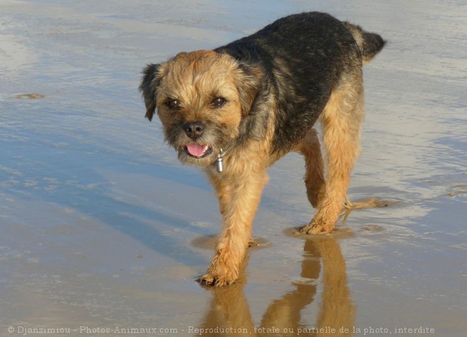 Photo de Border terrier