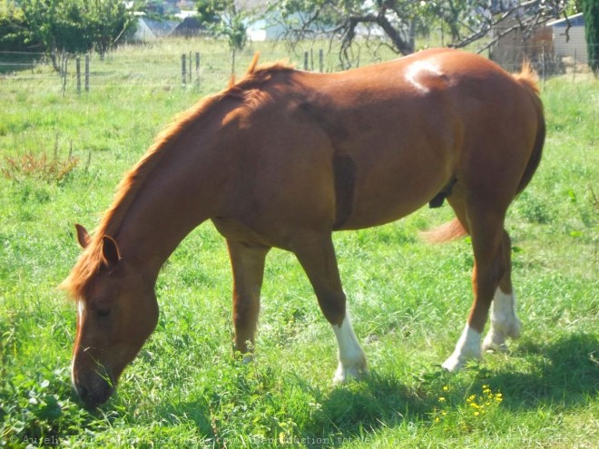 Photo de Cob normand