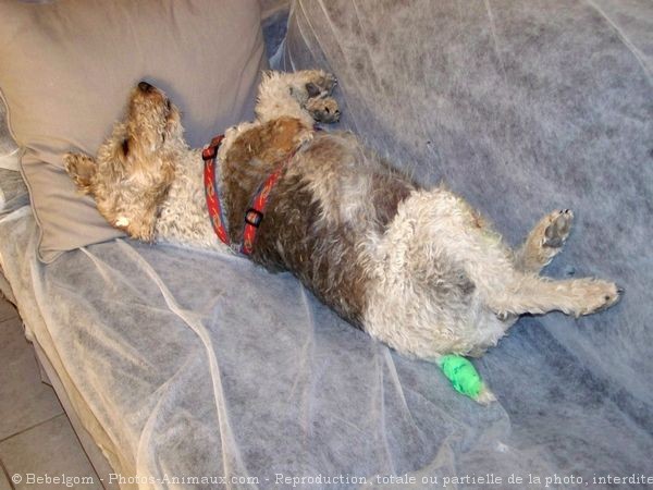 Photo de Fox terrier  poil dur