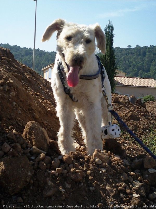 Photo de Fox terrier  poil dur