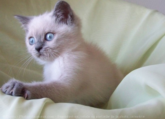 Photo de British shorthair