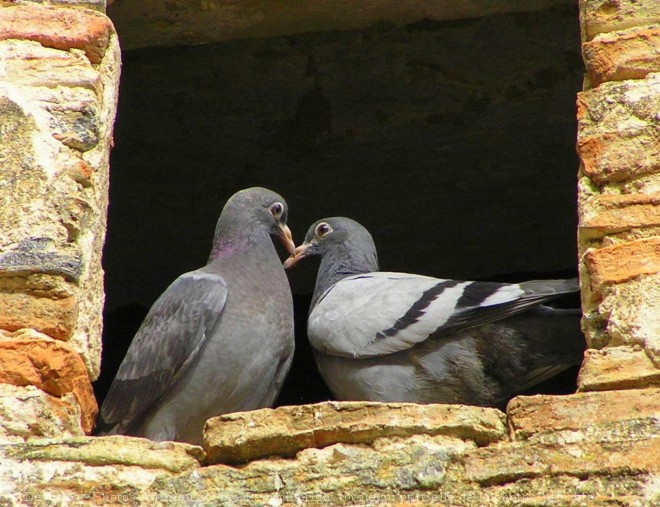 Photo de Pigeon