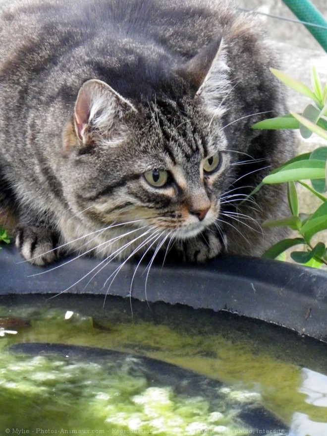 Photo de Chat domestique