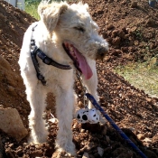 Photo de Fox terrier  poil dur