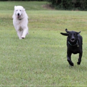 Photo de Chien de montagne des pyrnes