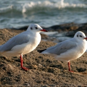 Photo de Mouette