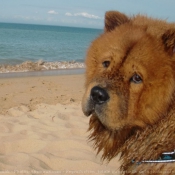 Photo de Chow chow